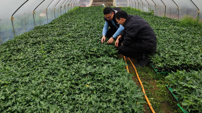 木瓜種植季——蛋白酶源頭守護品質，鑄就酶好未來